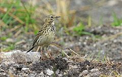 Meadow Pipit